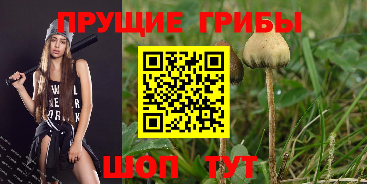 Псилоцибиновые грибы Cubensis Обнинск